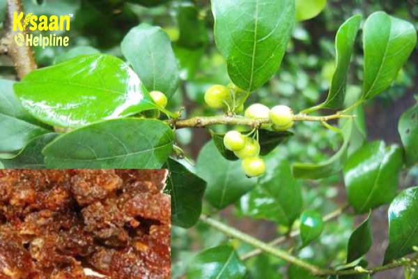 Guggal (गुग्गल)